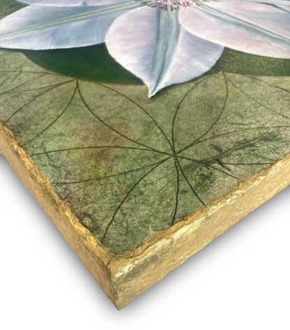 The Seed of Clematis