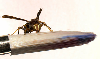 Wasp Awakening