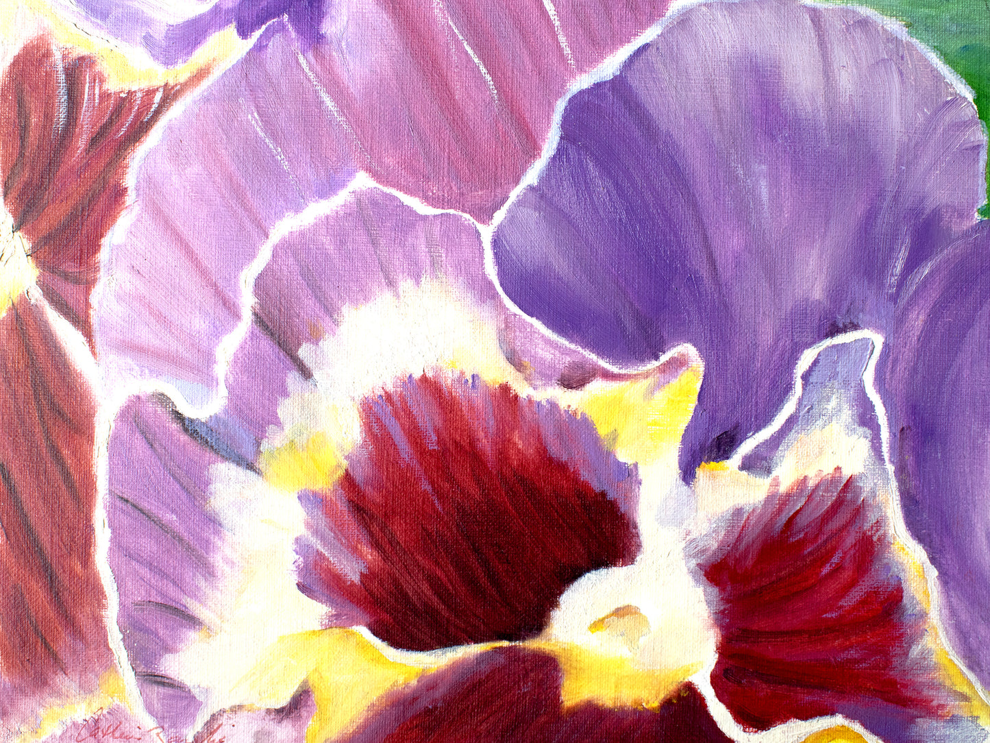 Pansy Close-Up